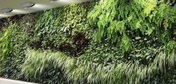 PROJETOS PAREDES VERDES